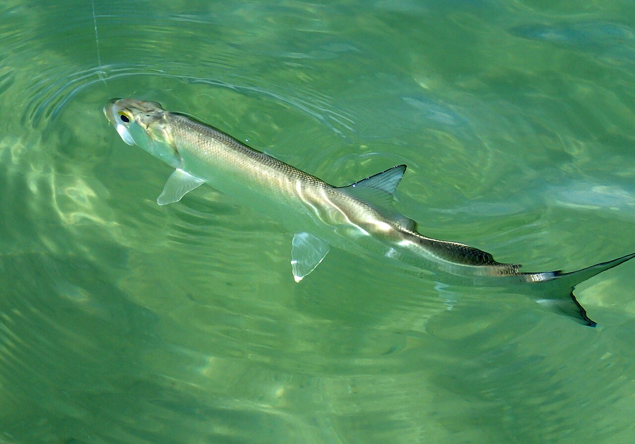 Ladyfish